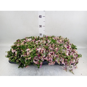 Tradescantia flum. 'Quadricolor'