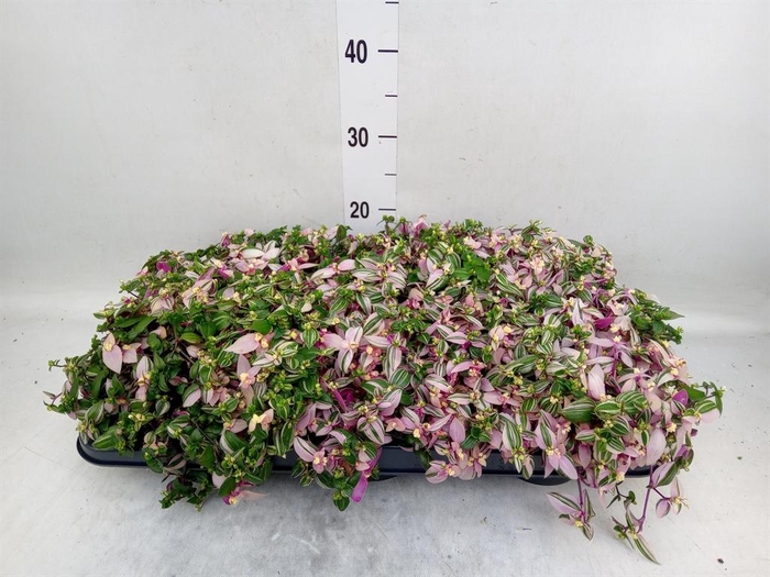 <h4>Tradescantia flum. 'Quadricolor'</h4>