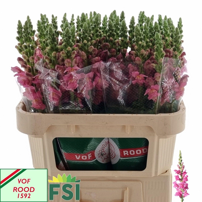 <h4>Antir Monaco Rose</h4>