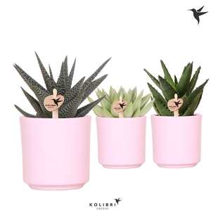 Kolibri Greens Succulenten mix in Simplicity pot pink