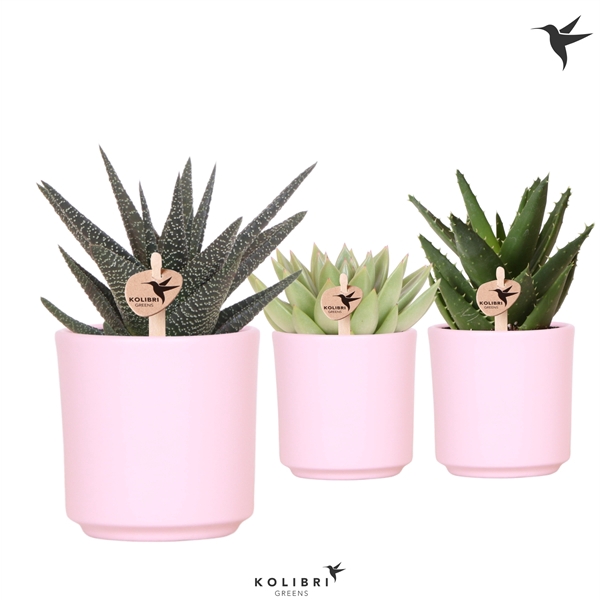 <h4>Kolibri Greens Succulenten mix in Simplicity pot pink</h4>