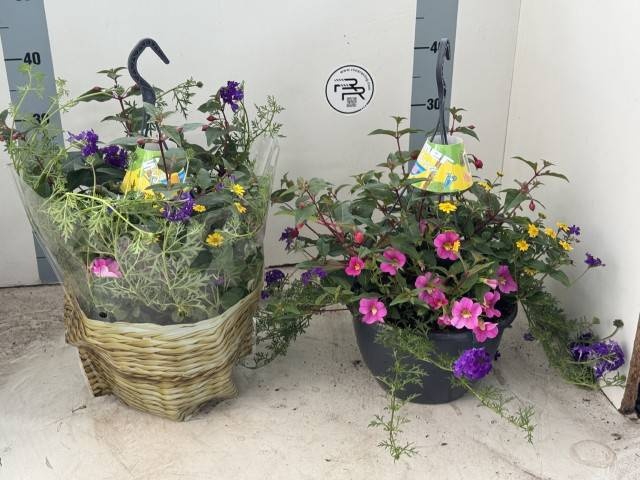 <h4>HANGING BASKETS</h4>