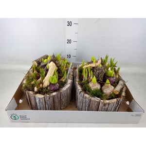 Arr.   Bol/Knolgewas L%