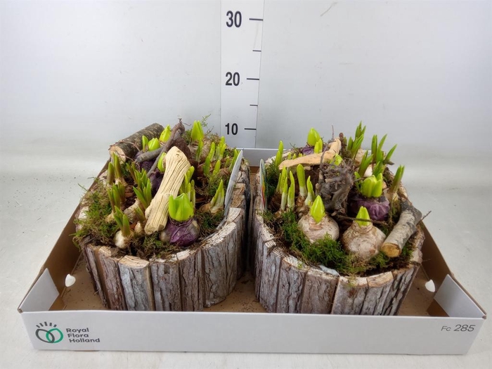 <h4>Arr.   Bol/Knolgewas L%</h4>