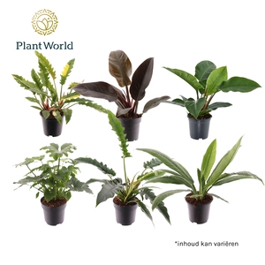 Philodendron gemengd diverse soorten