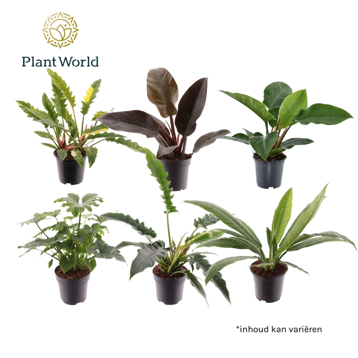 <h4>Philodendron gemengd diverse soorten</h4>
