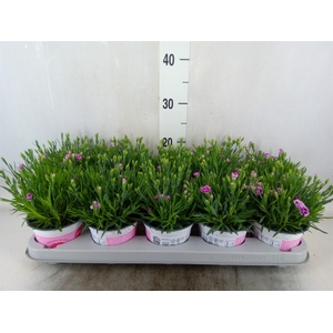 Dianthus  'Pink Kisses'
