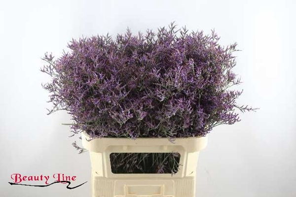 <h4>LIM PIUMA DARK BLUE</h4>