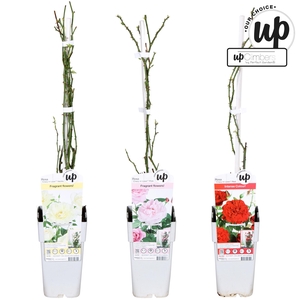 Rosa Our Choice mix tray P15