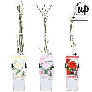 Rosa Our Choice mix tray P15