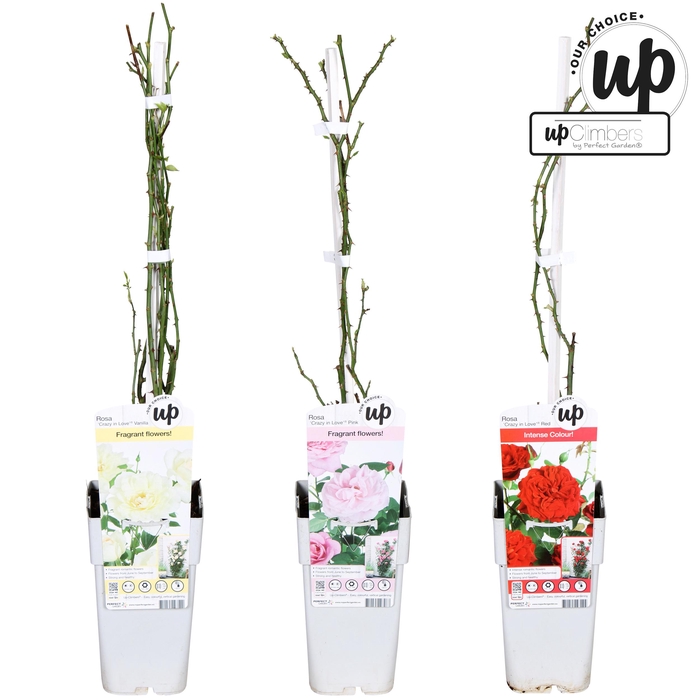 <h4>Rosa Our Choice mix tray P15</h4>