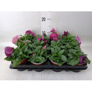 Viola wr. 'Delta Rose Surprise'