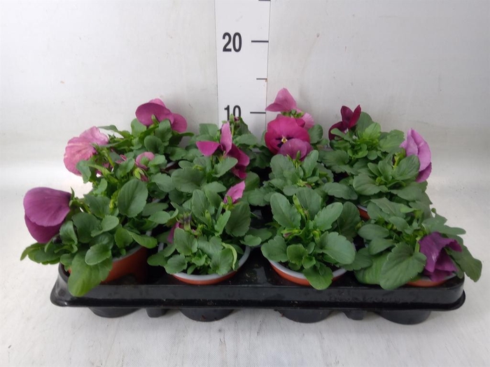 <h4>Viola wr. 'Delta Rose Surprise'</h4>