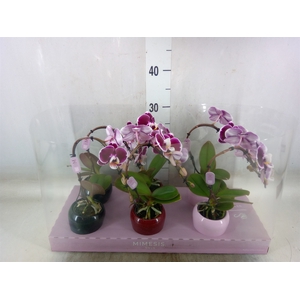 Phalaenopsis   ...red