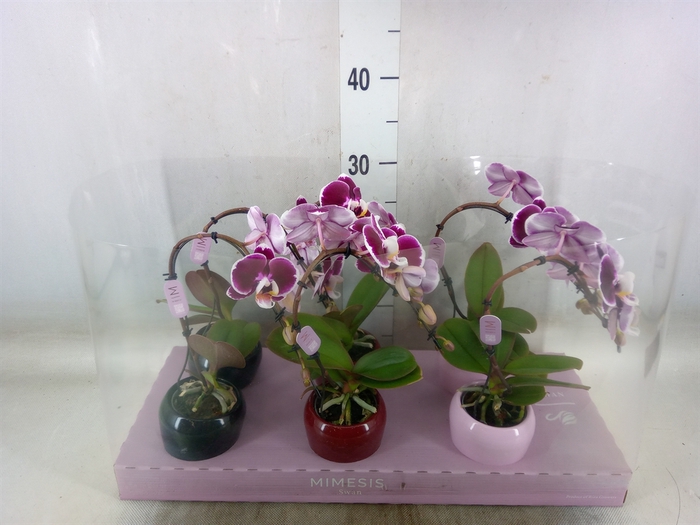 <h4>Phalaenopsis   ...red</h4>