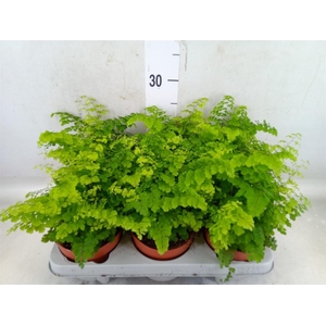 Adiantum raddi. 'Fritz-Luthi'