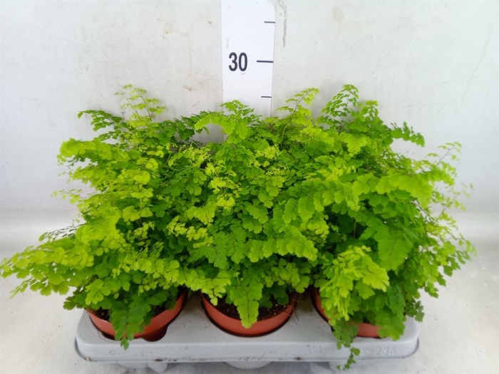 <h4>Adiantum raddi. 'Fritz-Luthi'</h4>