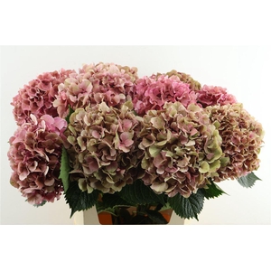 Hydr M. Cl. Sibilla Red 80-23