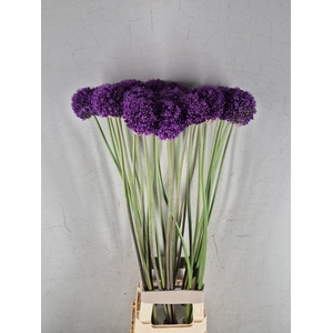 ALLIUM AMBASSADOR