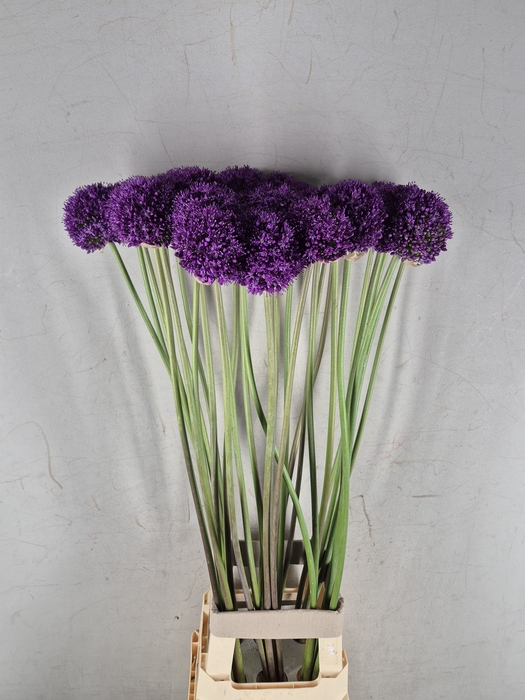 <h4>ALLIUM AMBASSADOR</h4>