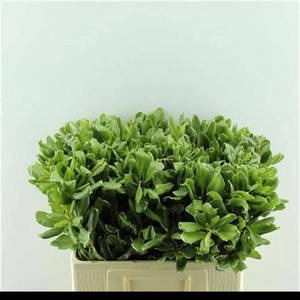 Pittosporum tobira 'Ilan'