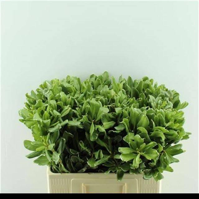 Pittosporum tobira 'Ilan'