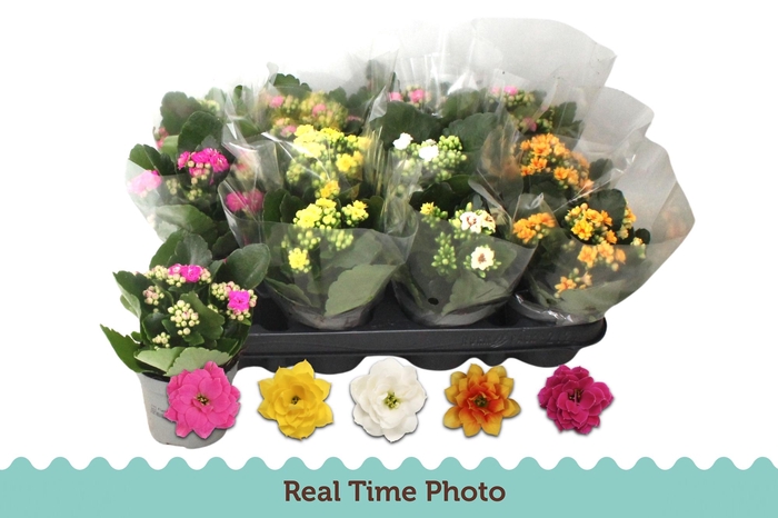 <h4>KAL GE GEM 5 KL</h4>