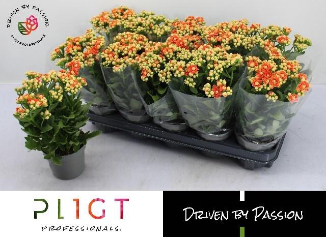 <h4>KAL GE MF GENEVA</h4>