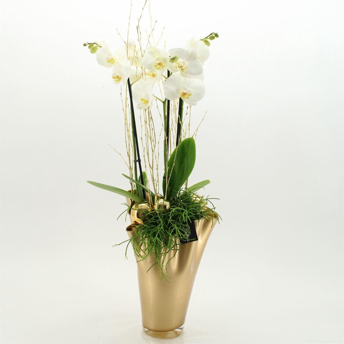 <h4>Arr.  Phalaenopsis  H%</h4>