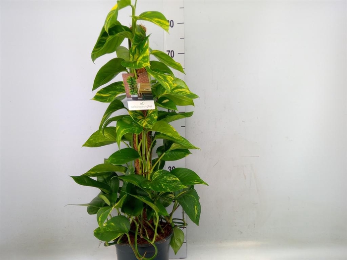 <h4>Epipremnum pinn.   ...moss stick</h4>