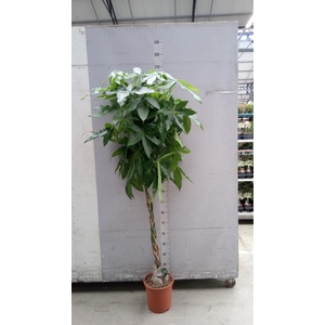 Pachira aquatica