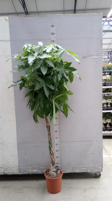 <h4>Pachira aquatica</h4>