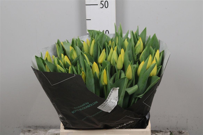 <h4>Tu En Lions Glory</h4>