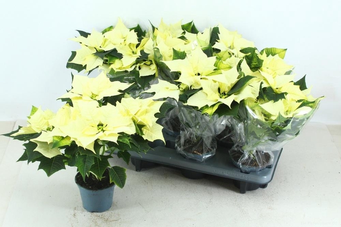 <h4>EUPHOR P ALASKA</h4>