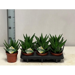 ALOE PERFOLIATA