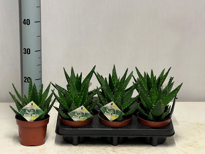 <h4>ALOE PERFOLIATA</h4>
