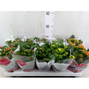 Kalanchoe blos.   ..mix 6