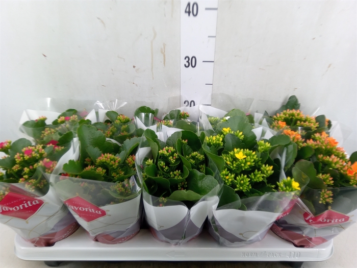 <h4>Kalanchoe blos.   ..mix 6</h4>