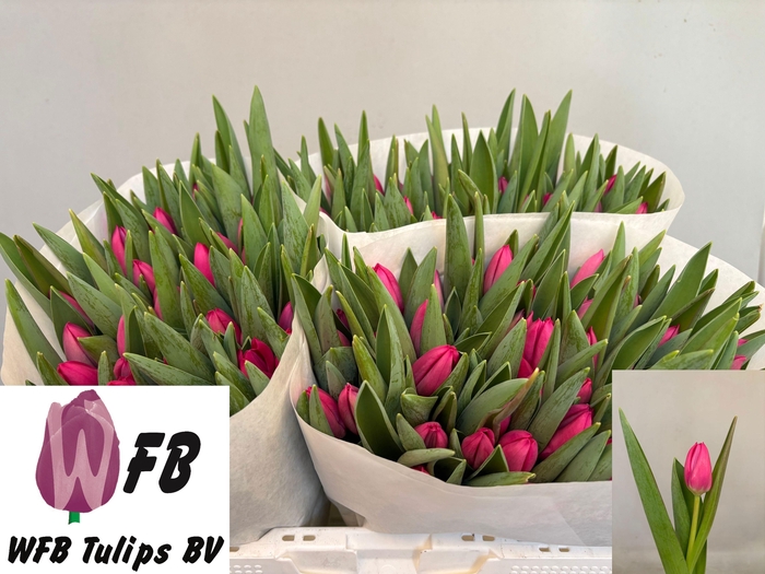 <h4>TU EN PINK ARDOUR</h4>