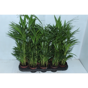 ARECA BAMBU P11