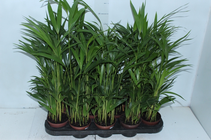 <h4>ARECA BAMBU P11</h4>