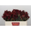 Leucadendron Blush Spray