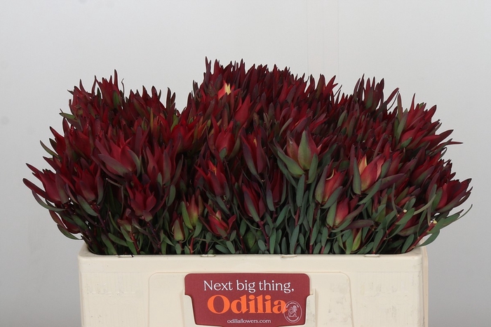 Leucadendron Blush Spray