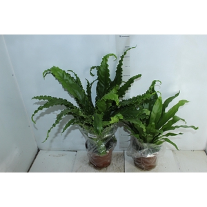 ASPLENIUM VARIADO P17