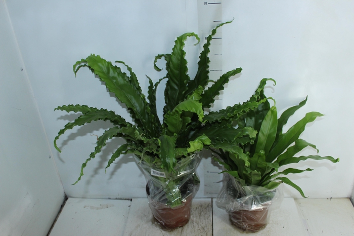 <h4>ASPLENIUM VARIADO P17</h4>