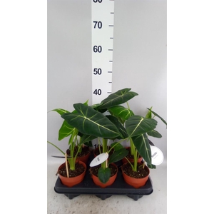 Alocasia   ...
