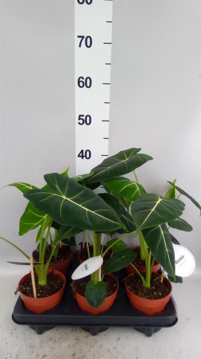 <h4>Alocasia   ...</h4>