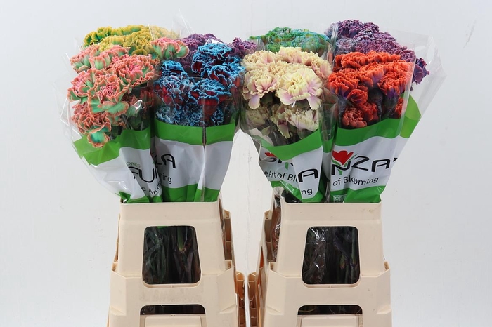 <h4>Di St Tinted Mixed</h4>