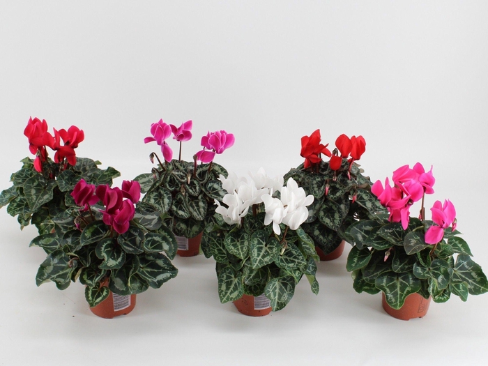 <h4>CYCL MD SUP ALLURE</h4>