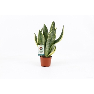 Sansevieria futura Superba
